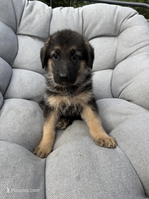 Memphis – German Shepherd Dog puppy for sale in Waycross, GA