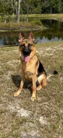 8 German Shepherd Puppies, a male German Shepherd Dog for sale in Waycross, GA – 10 of 10