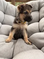 Miley, a female German Shepherd Dog for sale in Waycross, GA – 3 of 6