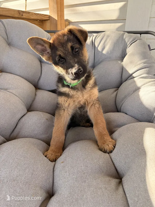 Jet – German Shepherd Dog puppy on hold in Waycross, GA