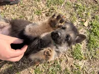 Jet, a male German Shepherd Dog for sale in Waycross, GA – Photo 3 of 7