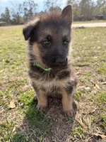 Jet, a male German Shepherd Dog for sale in Waycross, GA – Photo 4 of 7