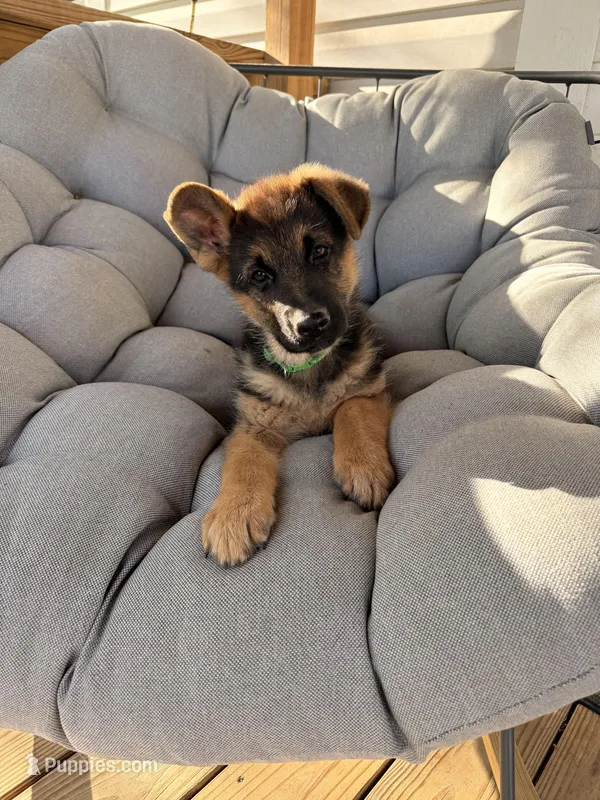 Jet – German Shepherd Dog puppy for sale in Waycross, GA