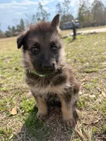 Jet, a male German Shepherd Dog for sale in Waycross, GA – Photo 1 of 7