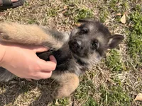 Jet, a male German Shepherd Dog for sale in Waycross, GA – Photo 2 of 7