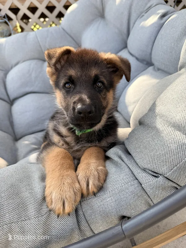 Jet – German Shepherd Dog puppy for sale in Waycross, GA
