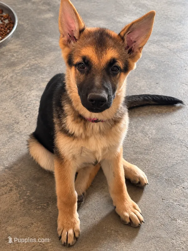 Millie – German Shepherd Dog puppy for sale in Waycross, GA