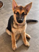 Millie, a female German Shepherd Dog for sale in Gallipolis, OH – 1 of 6