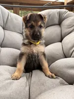 Miley, a female German Shepherd Dog for sale in Waycross, GA – 4 of 6