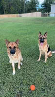 8 German Shepherd Puppies, a male German Shepherd Dog for sale in Waycross, GA – 9 of 10
