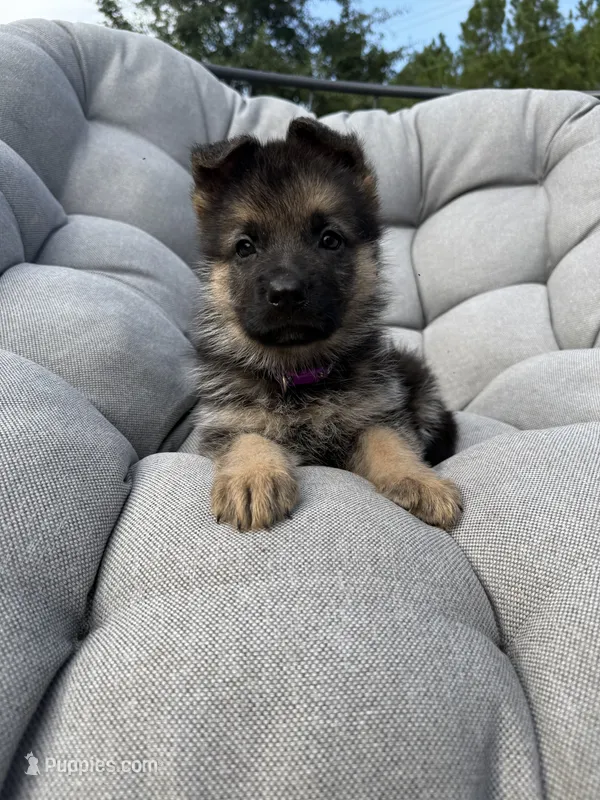 Maisie – German Shepherd Dog puppy for sale in Waycross, GA