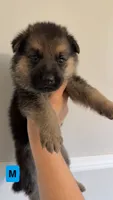 8 German Shepherd Puppies, a male German Shepherd Dog for sale in Waycross, GA – 8 of 10