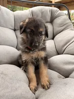 Memphis, a male German Shepherd Dog for sale in Waycross, GA – 3 of 7