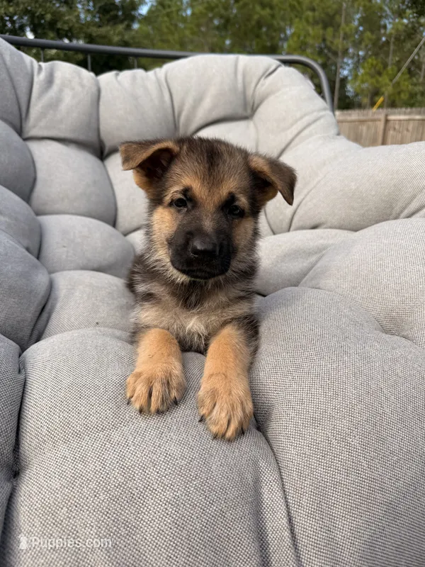 Max – German Shepherd Dog puppy for sale in Waycross, GA