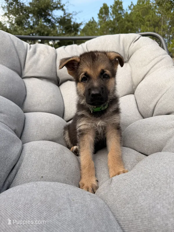 Max – German Shepherd Dog puppy for sale in Waycross, GA