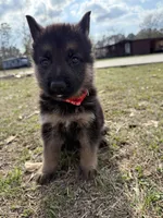 Jäger, a male German Shepherd Dog for sale in Waycross, GA – Photo 1 of 7