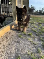 Jäger, a male German Shepherd Dog for sale in Waycross, GA – Photo 2 of 7