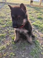 Jäger, a male German Shepherd Dog for sale in Waycross, GA – Photo 3 of 7