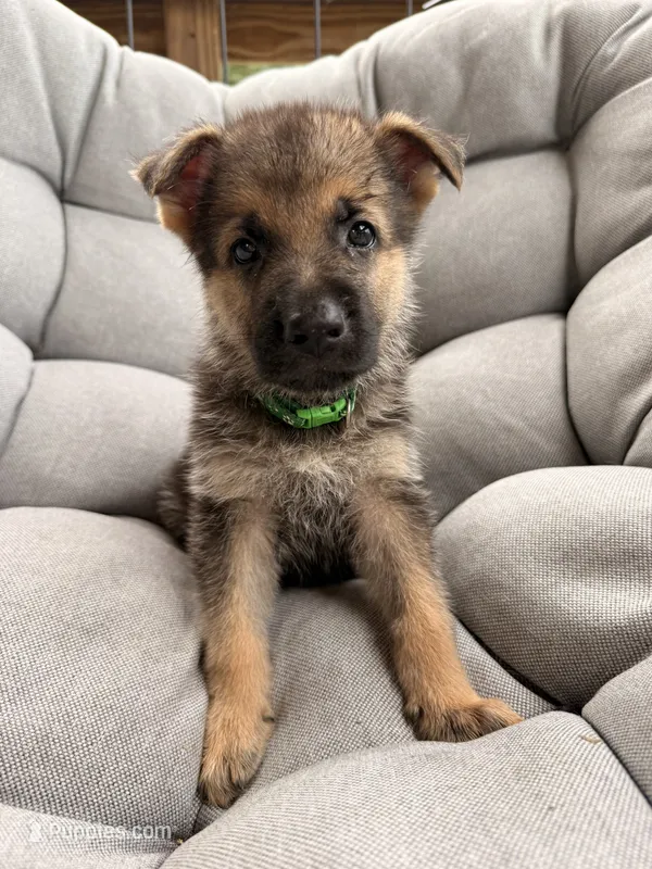 Max – German Shepherd Dog puppy for sale in Waycross, GA