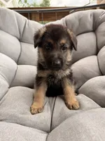 Maverick, a male German Shepherd Dog for sale in Waycross, GA – 2 of 6
