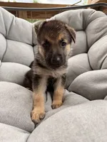 Millie, a female German Shepherd Dog for sale in Waycross, GA – 5 of 7