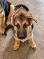 Miley, a female German Shepherd Dog for sale in Gallipolis, OH – 1 of 7