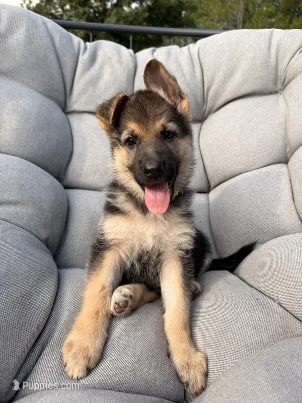 Miley – German Shepherd Dog puppy for sale in Waycross, GA