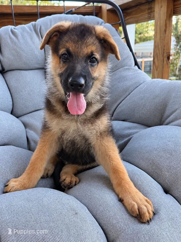 Maddox – German Shepherd Dog puppy for sale in Waycross, GA