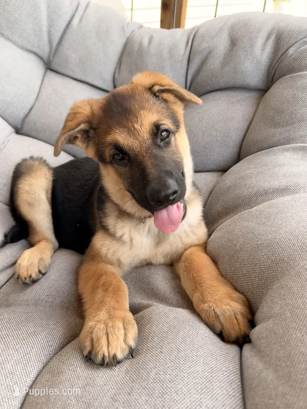 Millie – German Shepherd Dog puppy for sale in Waycross, GA