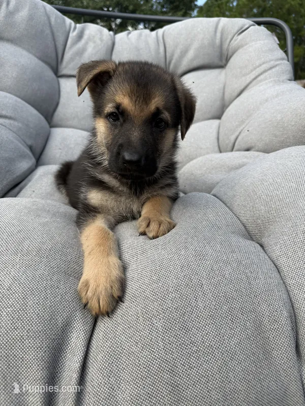 Millie – German Shepherd Dog puppy for sale in Waycross, GA