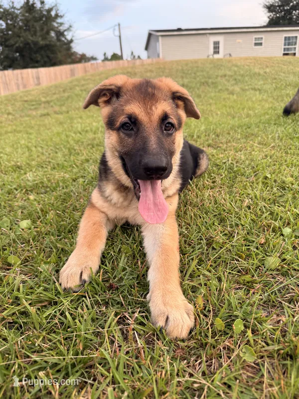 Millie – German Shepherd Dog puppy for sale in Gallipolis, OH