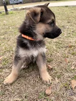 Brooks, a male German Shepherd Dog for sale in Waycross, GA – Photo 4 of 7