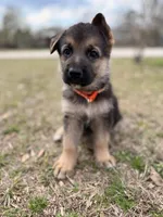 Brooks, a male German Shepherd Dog for sale in Waycross, GA – Photo 1 of 7