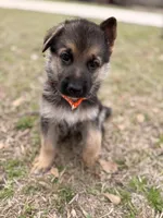 Brooks, a male German Shepherd Dog for sale in Waycross, GA – Photo 3 of 7