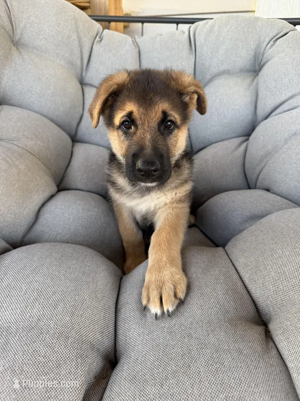 Brooks – German Shepherd Dog puppy for sale in Waycross, GA