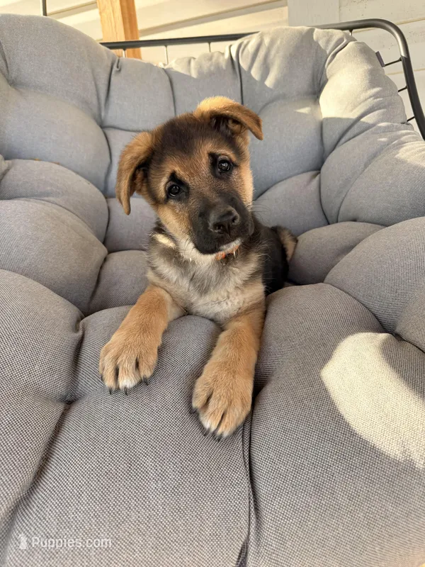 Brooks – German Shepherd Dog puppy for sale in Waycross, GA