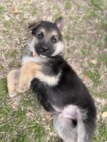 Brooks, a male German Shepherd Dog for sale in Waycross, GA – Photo 2 of 7
