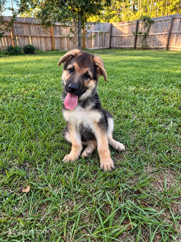 Miley – German Shepherd Dog puppy for sale in Waycross, GA