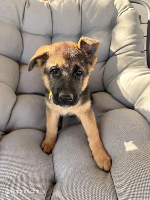 Angel – German Shepherd Dog puppy for sale in Waycross, GA