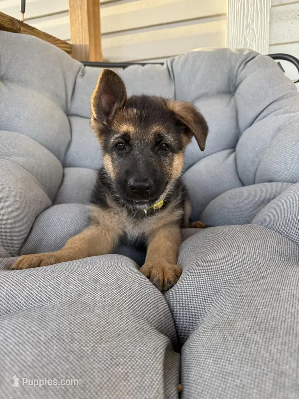 Angel – German Shepherd Dog puppy for sale in Waycross, GA