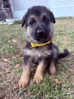 Angel, a female German Shepherd Dog for sale in Waycross, GA – Photo 3 of 7