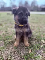 Angel, a female German Shepherd Dog for sale in Waycross, GA – Photo 1 of 7