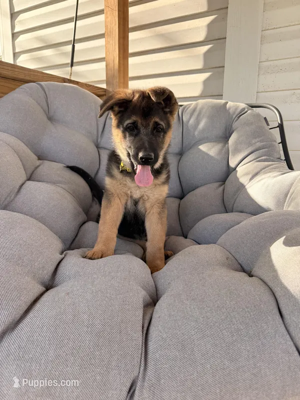 Angel – German Shepherd Dog puppy for sale in Waycross, GA