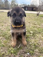 Angel, a female German Shepherd Dog for sale in Waycross, GA – Photo 4 of 7