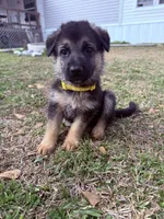 Angel, a female German Shepherd Dog for sale in Waycross, GA – Photo 2 of 7