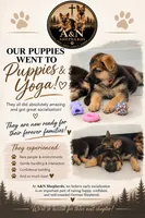 Millie, a female German Shepherd Dog for sale in Gallipolis, OH – 6 of 6