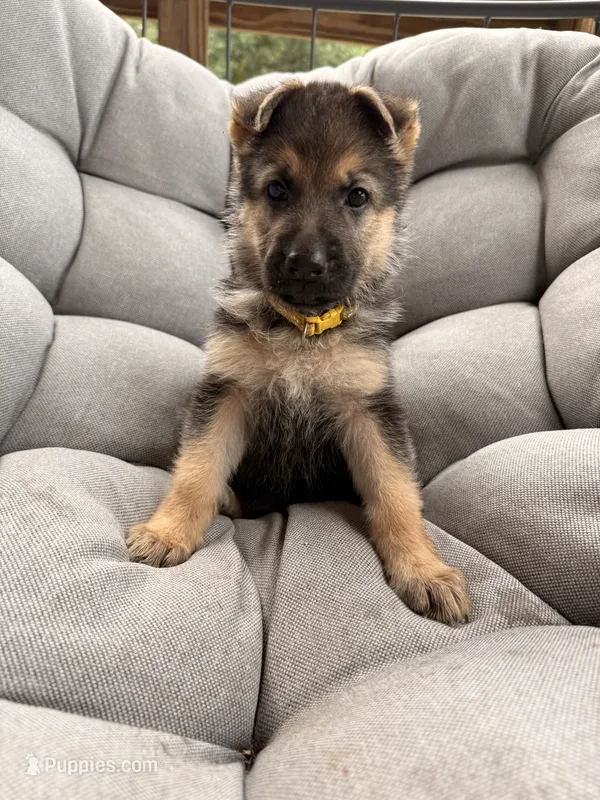 Miley – German Shepherd Dog puppy for sale in Waycross, GA