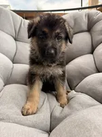 Maverick, a male German Shepherd Dog for sale in Waycross, GA – 3 of 6