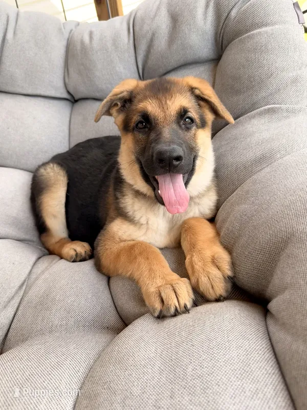 Millie – German Shepherd Dog puppy for sale in Waycross, GA