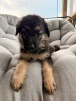 Memphis, a male German Shepherd Dog for sale in Waycross, GA – 5 of 7